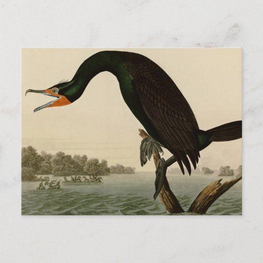Carte Postale La Floride Cormorant (Devant)