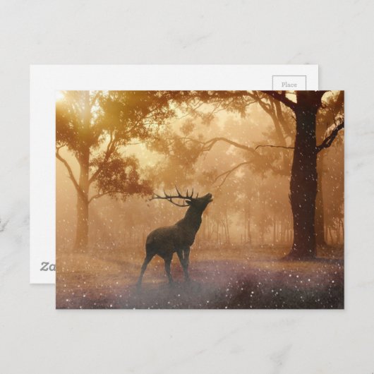 Carte Postale La Forêt (Devant / Derrière)