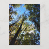 Carte Postale La forêt d'automne (Devant)