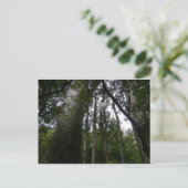 Carte Postale La forêt de Kauri (Debout devant)