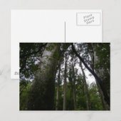 Carte Postale La forêt de Kauri (Devant / Derrière)