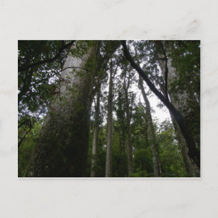 Carte Postale La forêt de Kauri