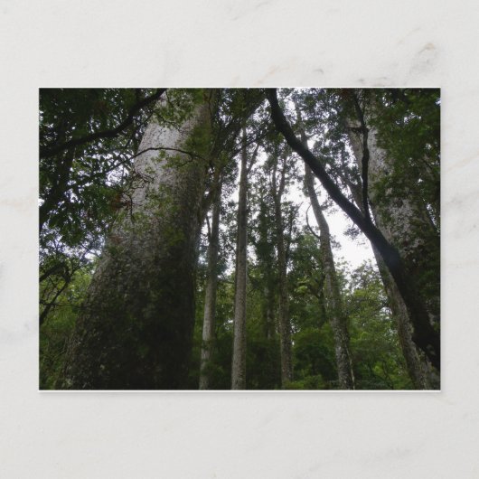 Carte Postale La forêt de Kauri (Devant)