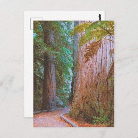 Carte Postale La forêt de Wakawakareva (Devant / Derrière)