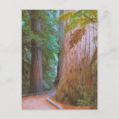 Carte Postale La forêt de Wakawakareva (Devant)