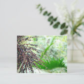 Carte Postale La forêt pluviale d'El Yunque (Debout devant)