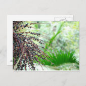 Carte Postale La forêt pluviale d'El Yunque (Devant / Derrière)