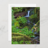 Carte Postale La forêt tropicale automautomne | Parc national ol (Devant / Derrière)