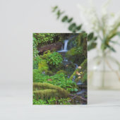 Carte Postale La forêt tropicale automautomne | Parc national ol (Debout devant)