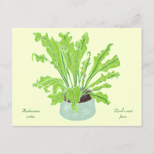 Carte Postale La fougère de nid d'Asplenium Bird - en tirant sur