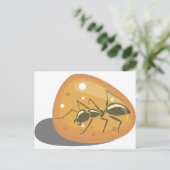 Carte Postale La fourmi à Amber (Debout devant)