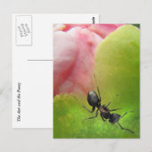 Carte Postale La fourmi et la pivoine (Devant / Derrière)