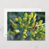 Carte Postale La fourmi, la mouche et l'herbe (Devant / Derrière)