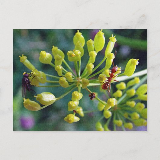 Carte Postale La fourmi, la mouche et l'herbe (Devant)