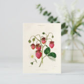 Carte Postale La fraise des Roseberry, gravée par Watte (Debout devant)