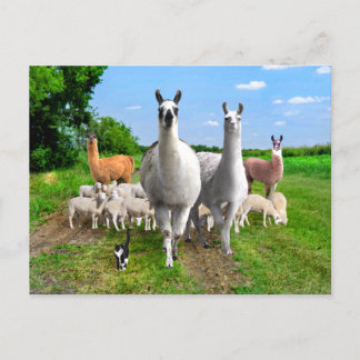 Carte Postale "La Garde Llamas"