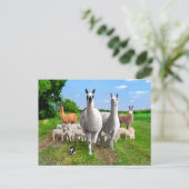 Carte Postale "La Garde Llamas" (Debout devant)