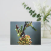 CARTE POSTALE LA GAZELLE (Debout devant)