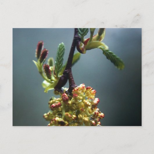 CARTE POSTALE LA GAZELLE (Devant)