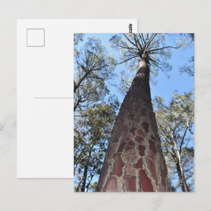 Carte postale La Gerche Ponderosa Pine
