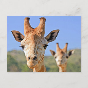Carte Postale La girafe face de près