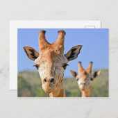 Carte Postale La girafe face de près (Devant / Derrière)