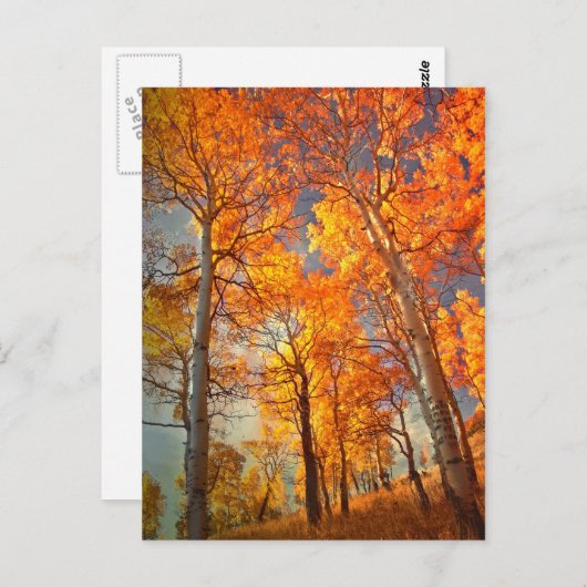 Carte Postale La gloire des trembles (Devant / Derrière)