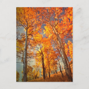 Carte Postale La gloire des trembles