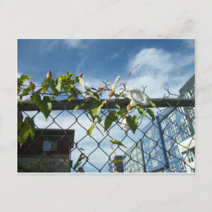 Carte Postale La gloire du matin pour atteindre le ciel