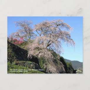 Carte Postale La goutte de fleurs de cerisiers "Matabei Zakura"