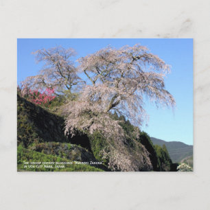Carte Postale La goutte de fleurs de cerisiers "Matabei Zakura"