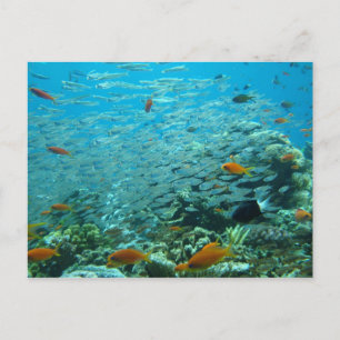 Carte Postale La Grande barrière de corail en Australie