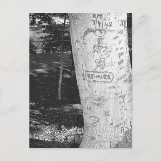 Carte Postale La gravure sur le tronc de bouleau B&W (Devant)