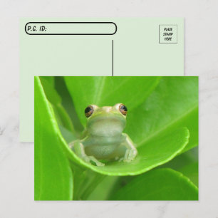 Carte Postale La grenouille de l'arbre postcroisement sur la feu