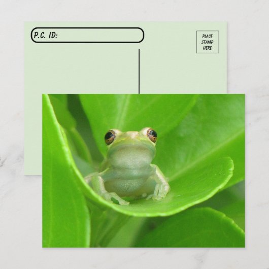 Carte Postale La grenouille de l'arbre postcroisement sur la feu (Devant / Derrière)