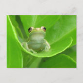 Carte Postale La grenouille de l'arbre postcroisement sur la feu (Devant)