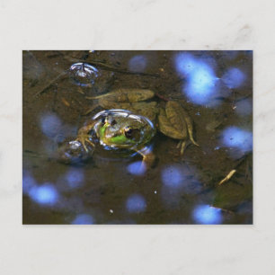 Carte Postale La grenouille de Melissa