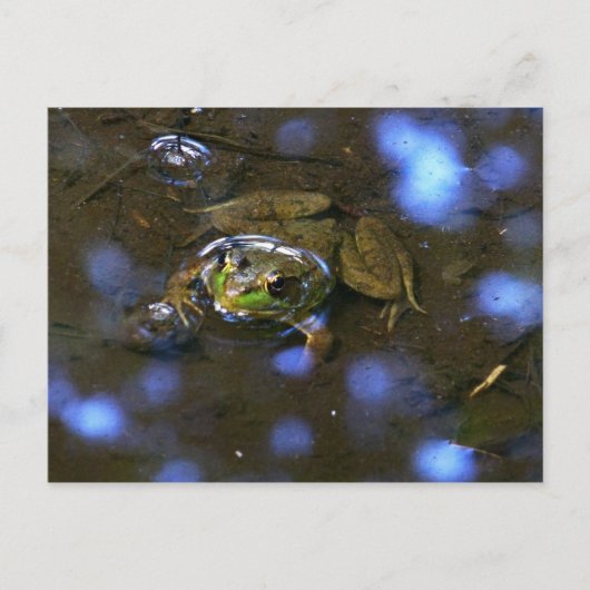 Carte Postale La grenouille de Melissa (Devant)