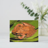 Carte Postale La grenouille fouettée birmane pour les amateurs d (Debout devant)