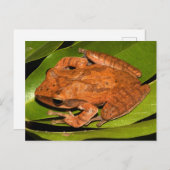 Carte Postale La grenouille fouettée birmane pour les amateurs d (Devant / Derrière)