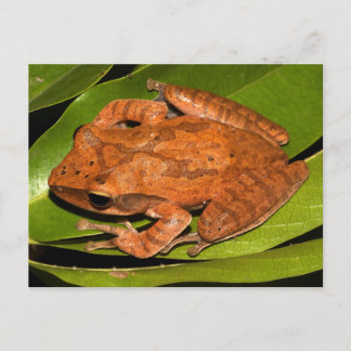 Carte Postale La grenouille fouettée birmane pour les amateurs d