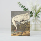 Carte Postale La grue blanche d'Audubon (Debout devant)