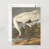 Carte Postale La grue blanche d'Audubon (Devant / Derrière)