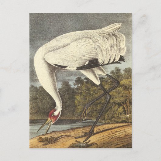 Carte Postale La grue blanche d'Audubon (Devant)