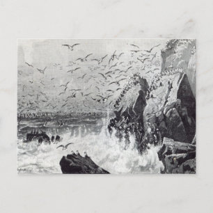 Carte Postale La hantée des Mouettes