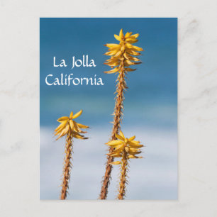 Carte Postale La Jolla Agave et Océan