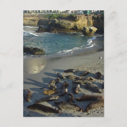 Carte Postale La Jolla Cove Beach Vagues Sable Seaux (Devant)
