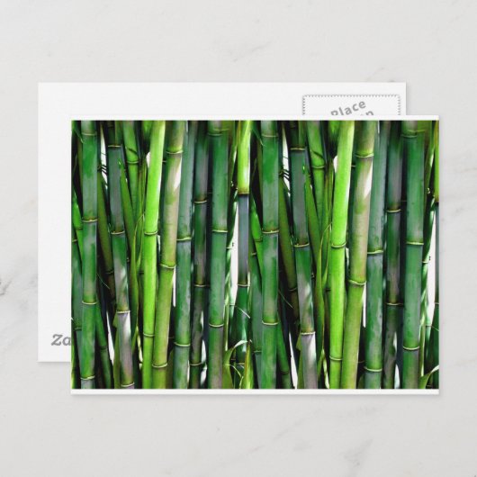 Carte Postale La jungle plante verte en bambou (Devant / Derrière)