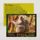 Carte Postale LA KOALA (Ours) est en danger, lisez ceci : - (Devant / Derrière)