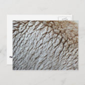 Carte Postale La laine des moutons Abstraite nature (Devant / Derrière)